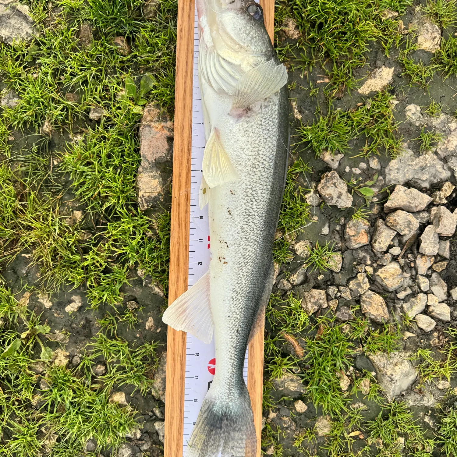 Walleye caught on Fishbrain