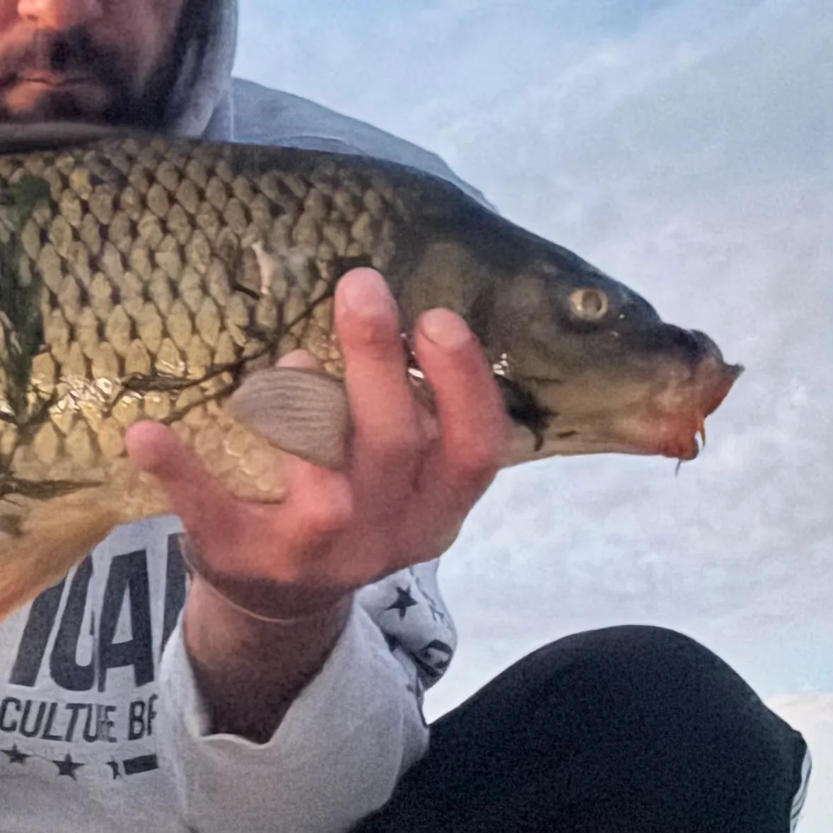 Common carp caught on Fishbrain