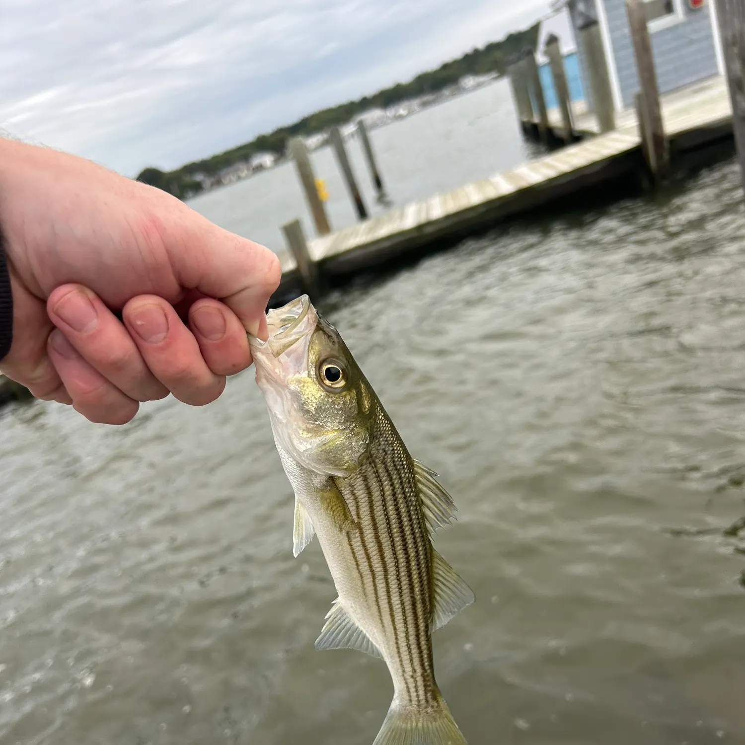 Striped bass caught on Fishbrain