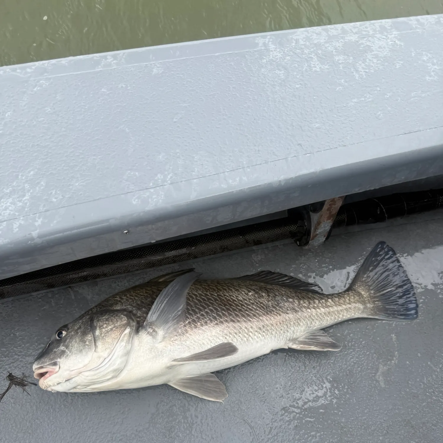 Black drum caught on Fishbrain