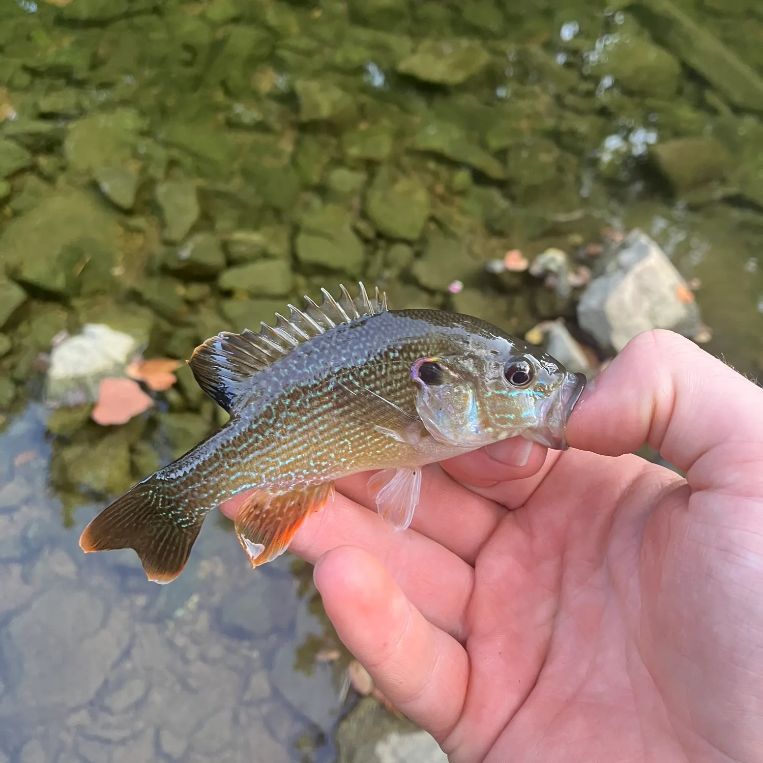 Green sunfish caught on Fishbrain