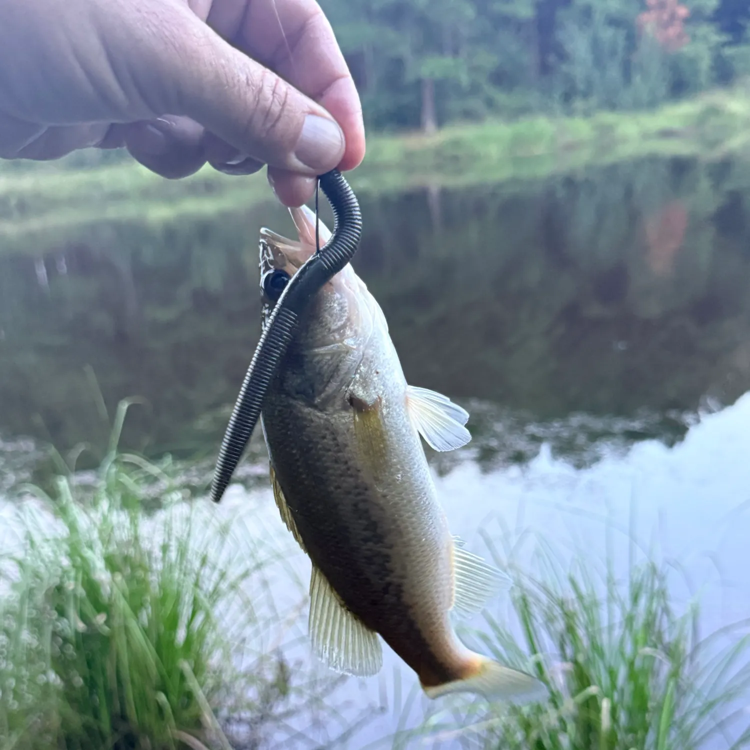 Largemouth bass caught on Fishbrain