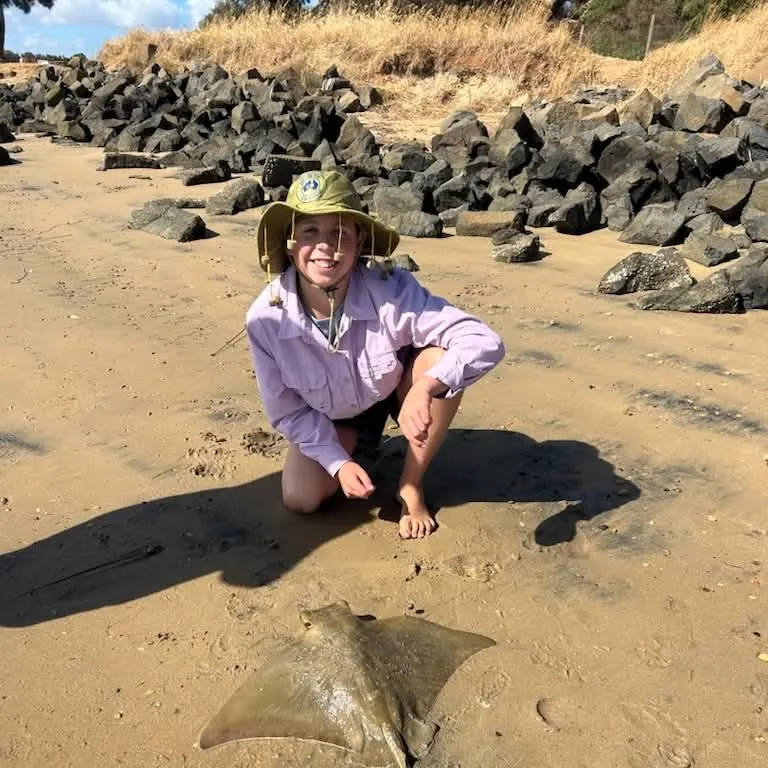 The most recent Australian bull ray catches on Fishbrain