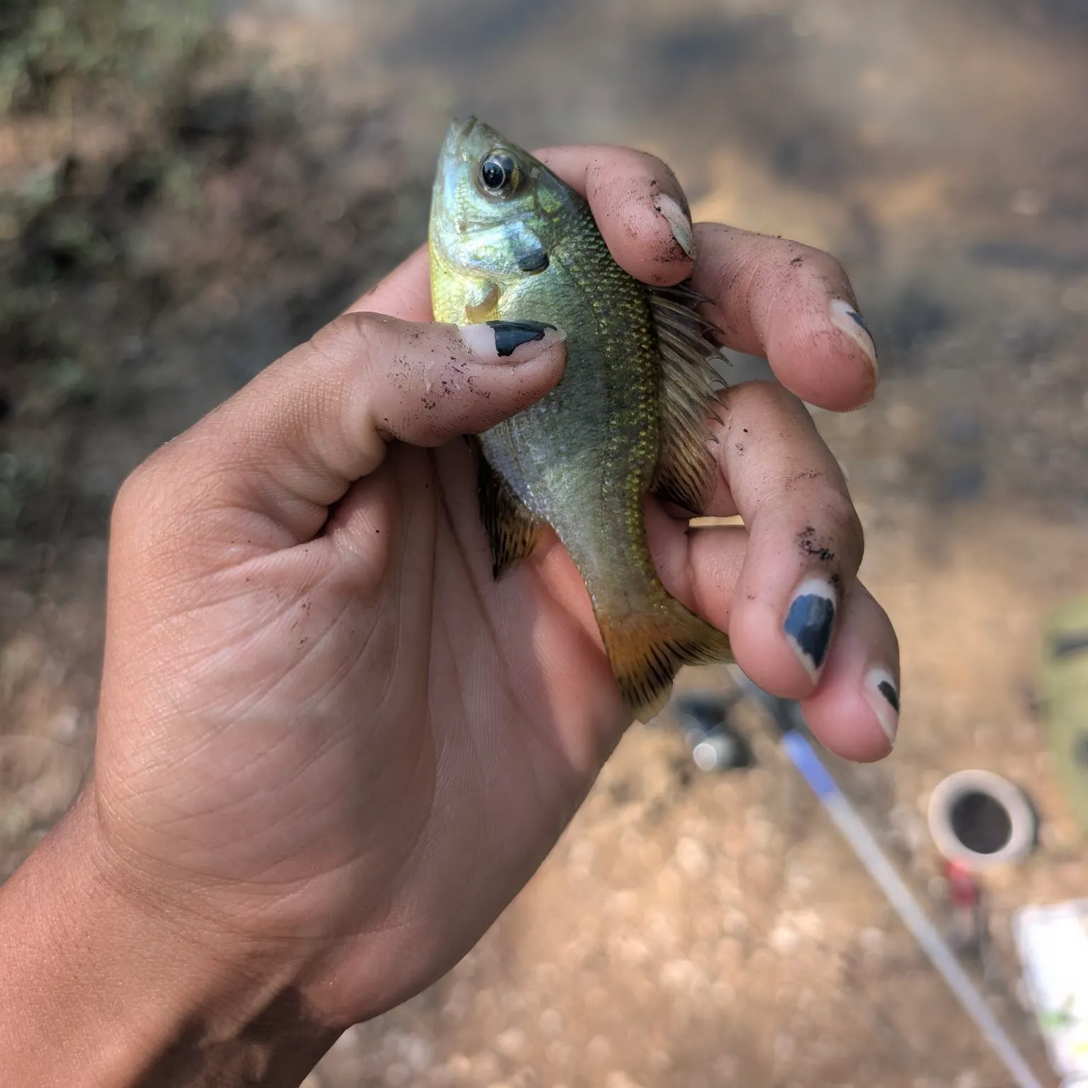 Bluegill caught on Fishbrain