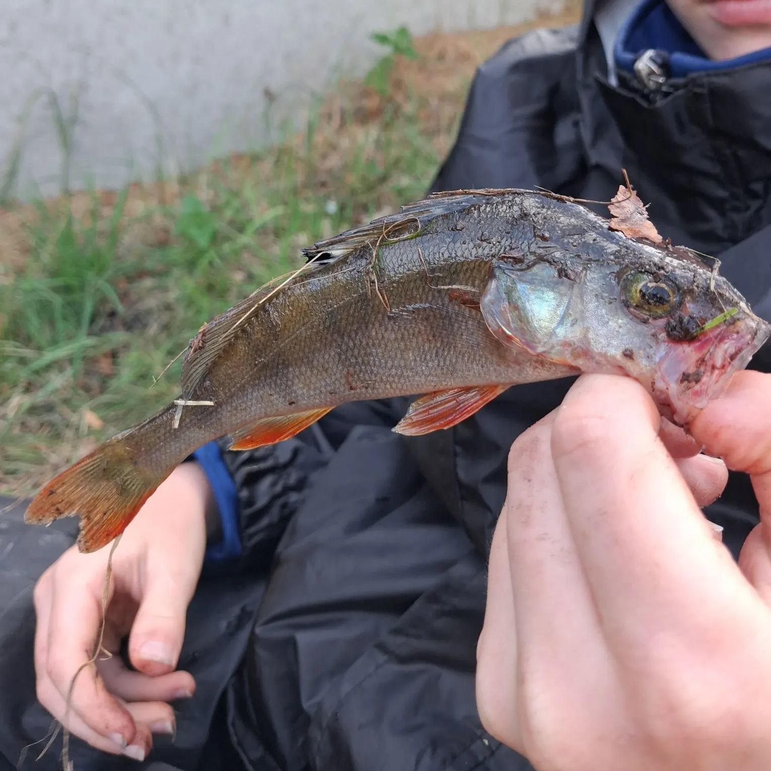 European perch caught on Fishbrain