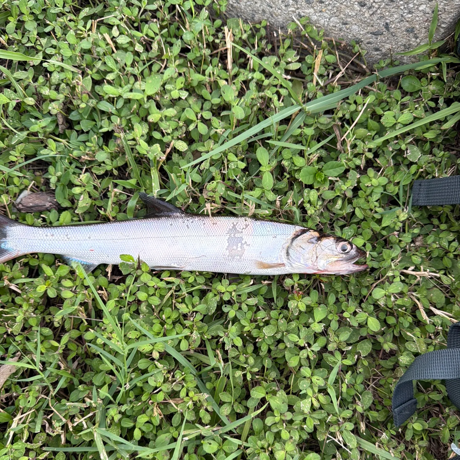 Ladyfish caught on Fishbrain