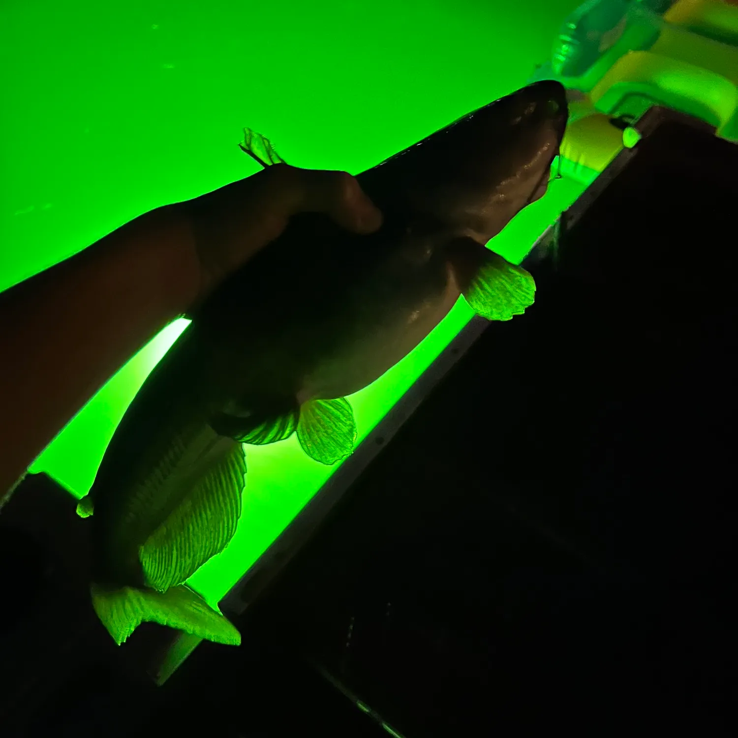Nurse shark caught on Fishbrain