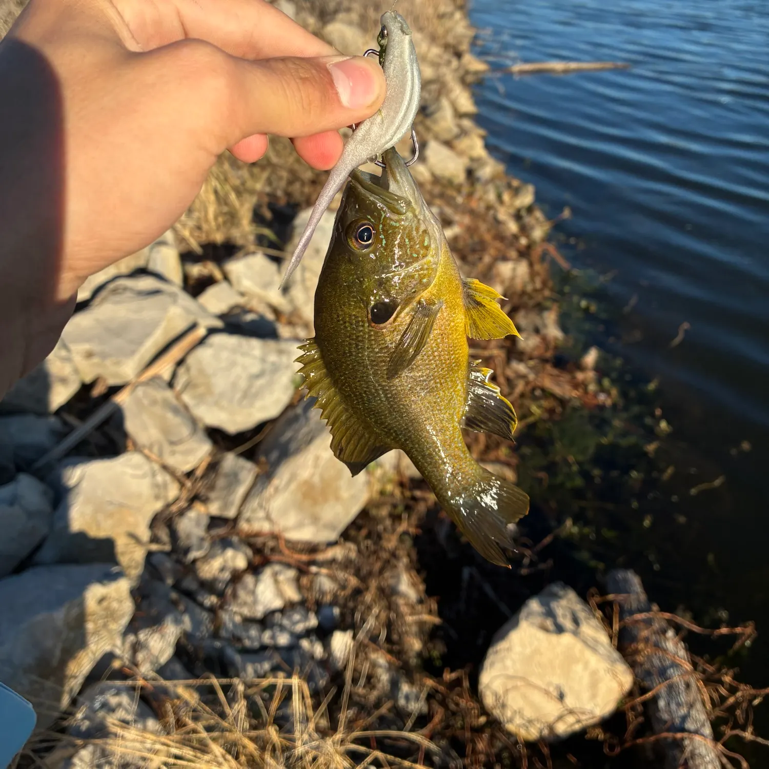Green sunfish caught on Fishbrain
