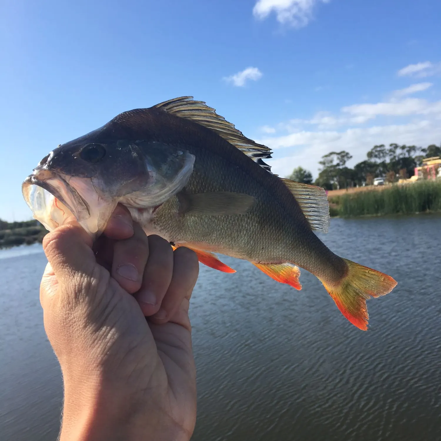 catch