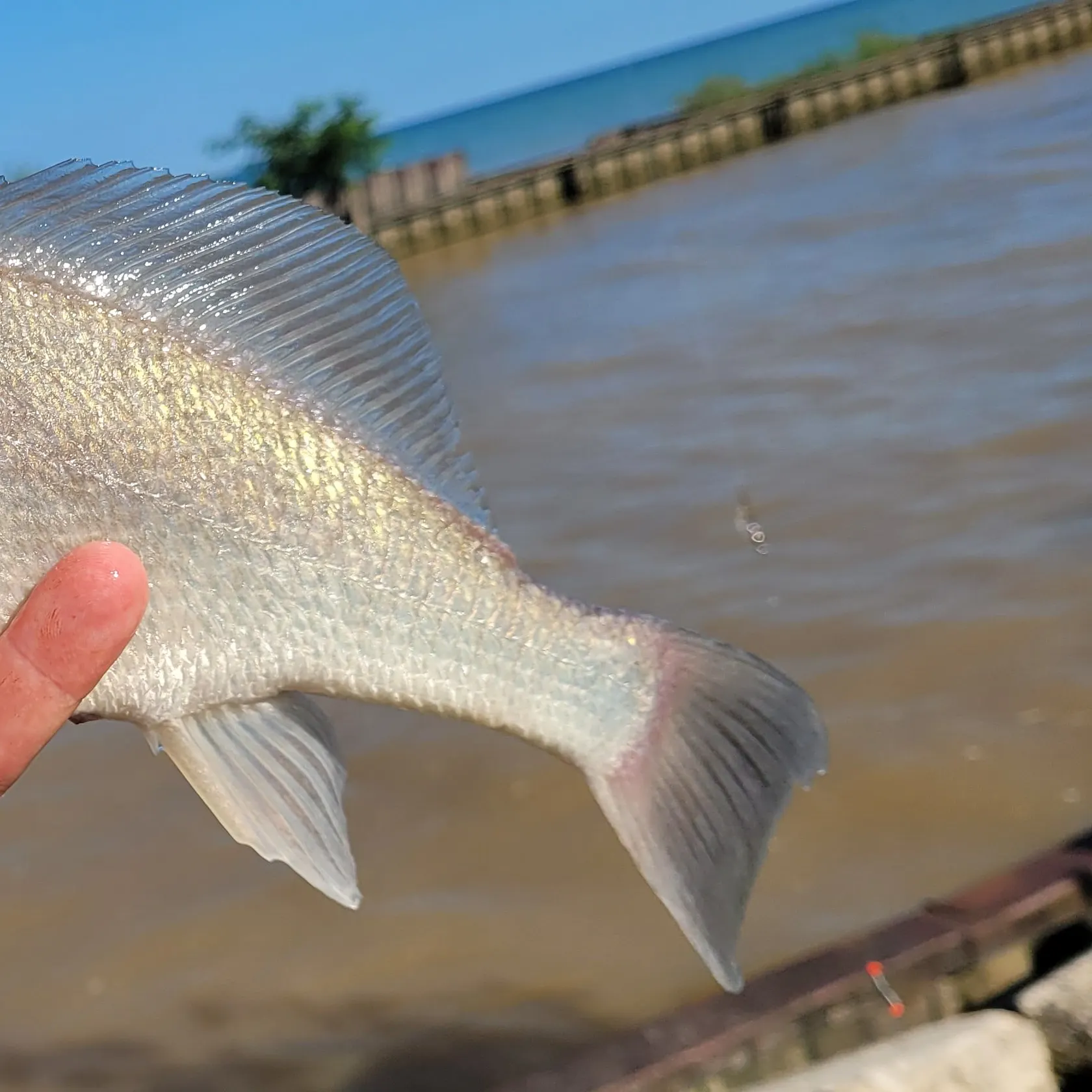 Freshwater drum caught on Fishbrain
