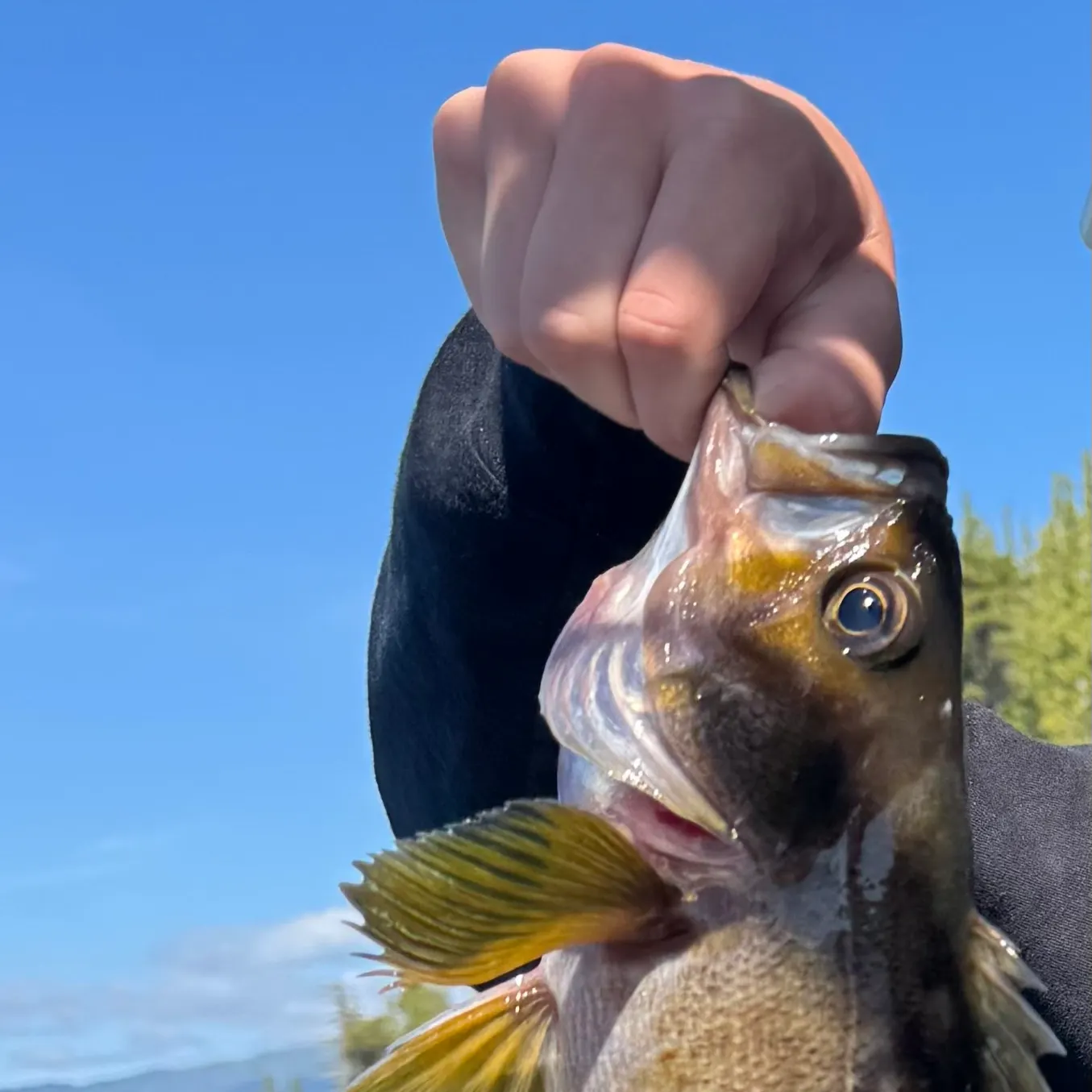 The most recent Yellowtail rockfish catches on Fishbrain