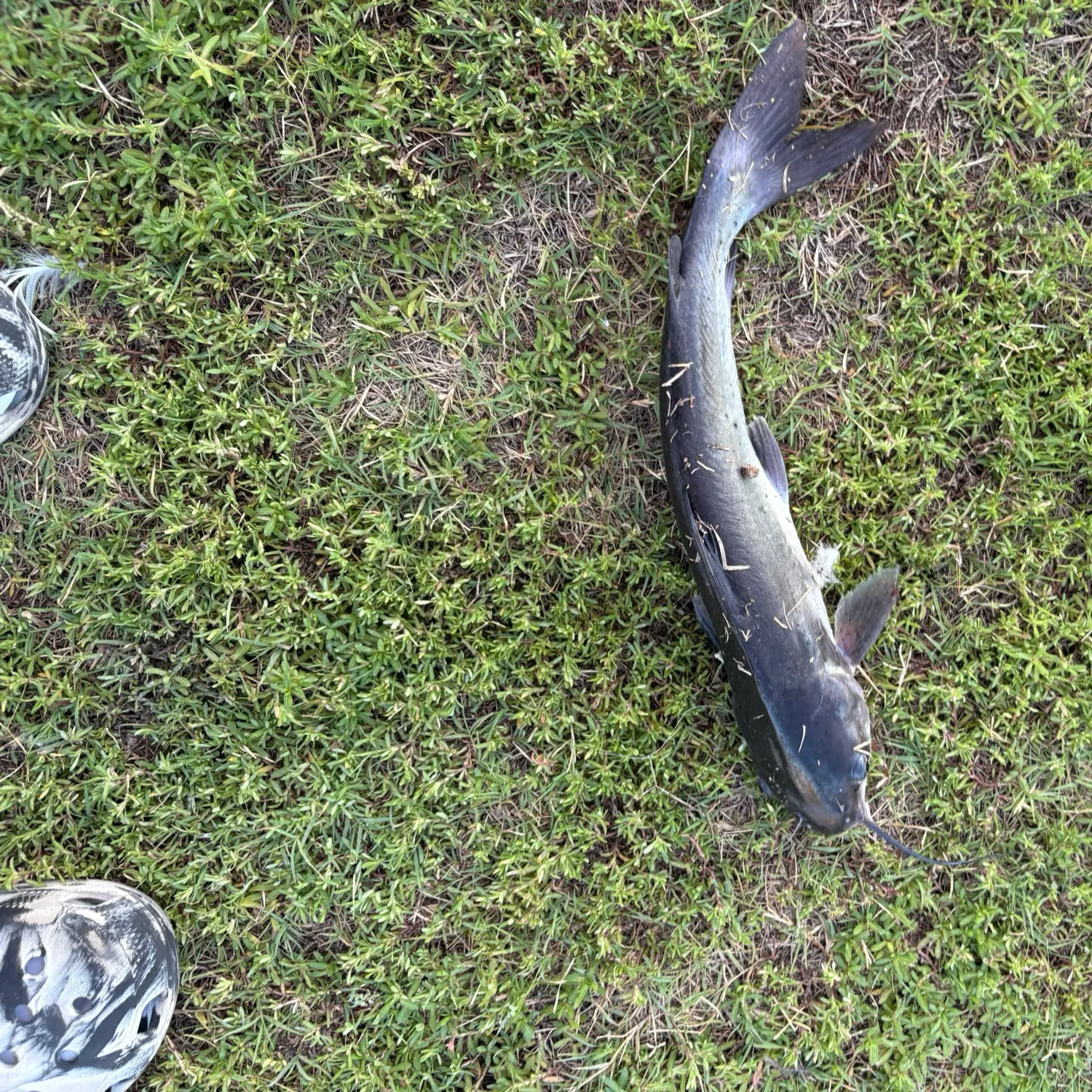 Channel catfish caught on Fishbrain