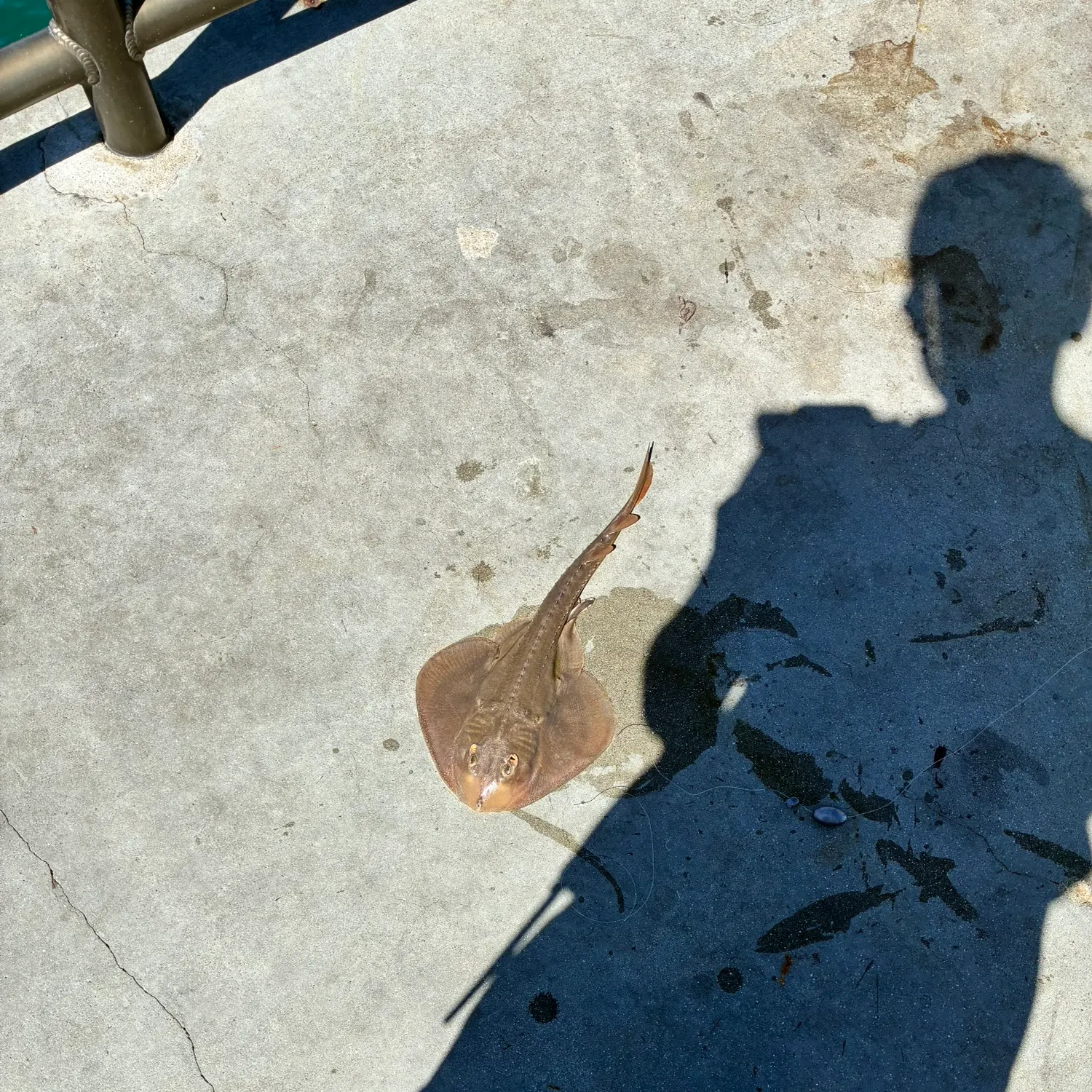 The most recent Pacific shovelnose guitarfish catches on Fishbrain