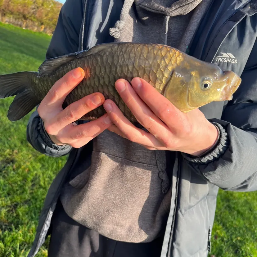 The most recent Crucian carp catches on Fishbrain