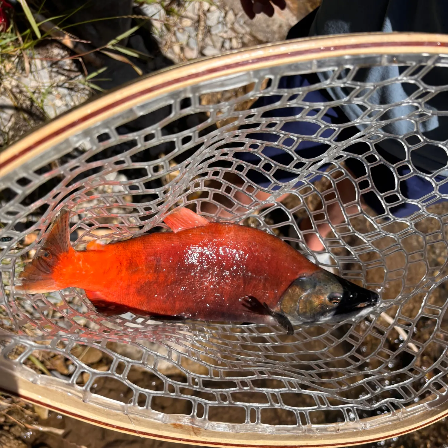 Kokanee salmon caught on Fishbrain