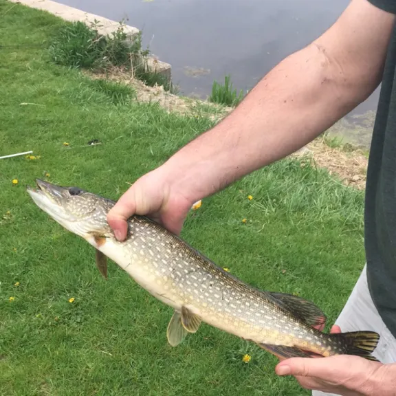 Northern pike caught on Fishbrain