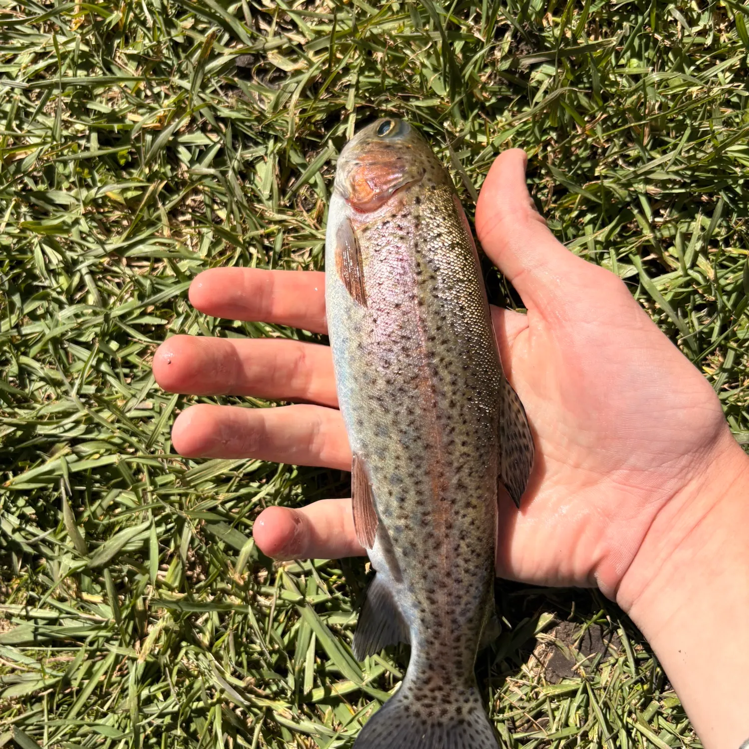 Rainbow trout caught on Fishbrain