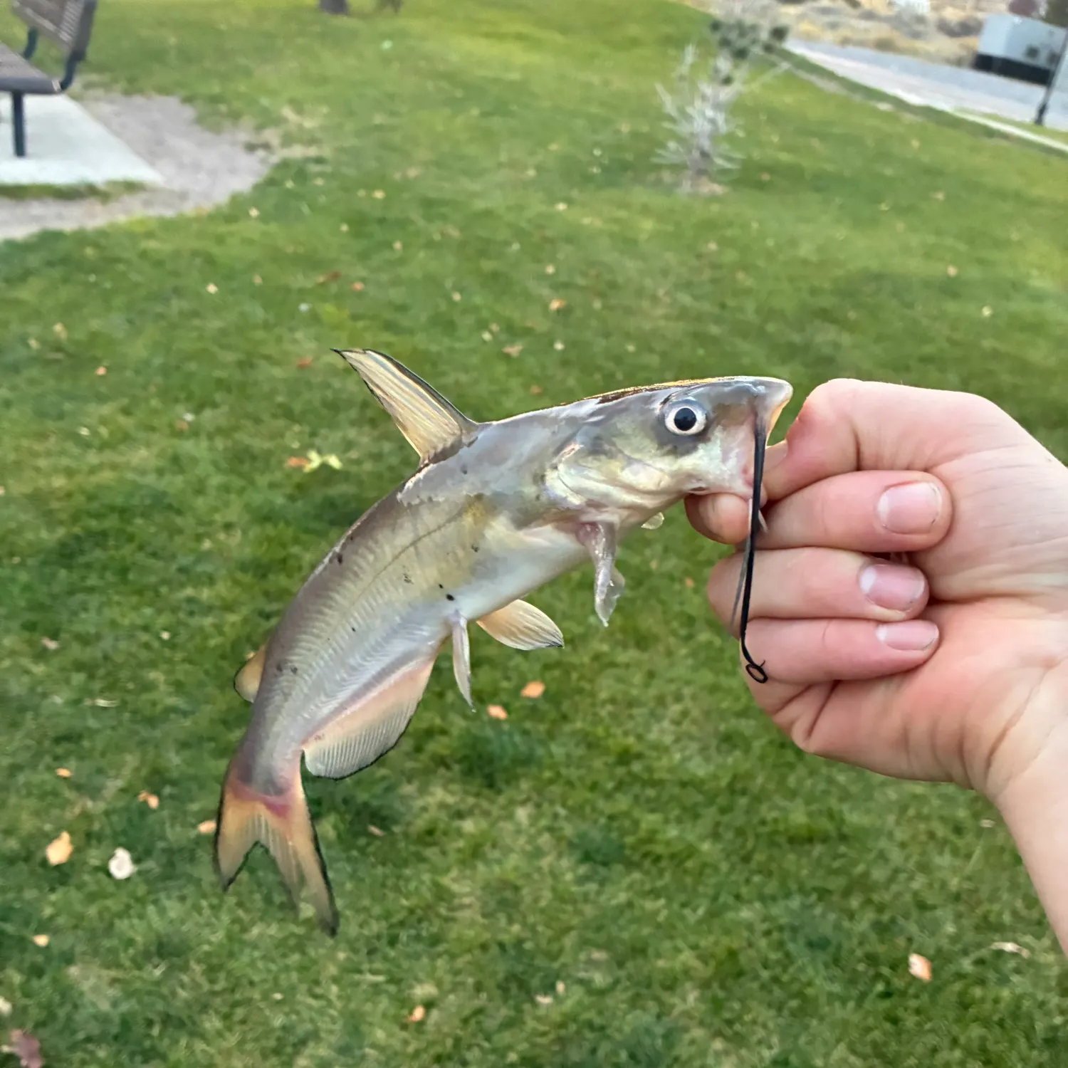 Channel catfish caught on Fishbrain