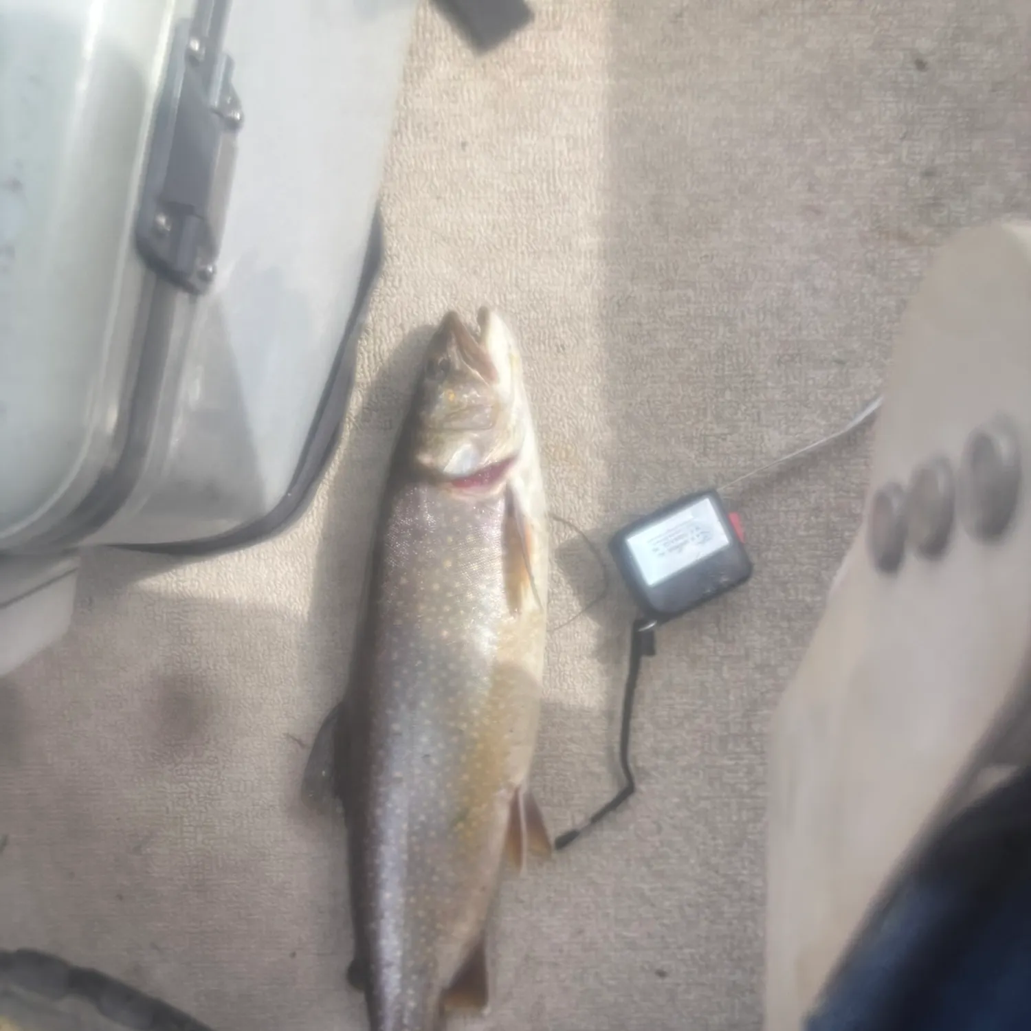 most liked catch image