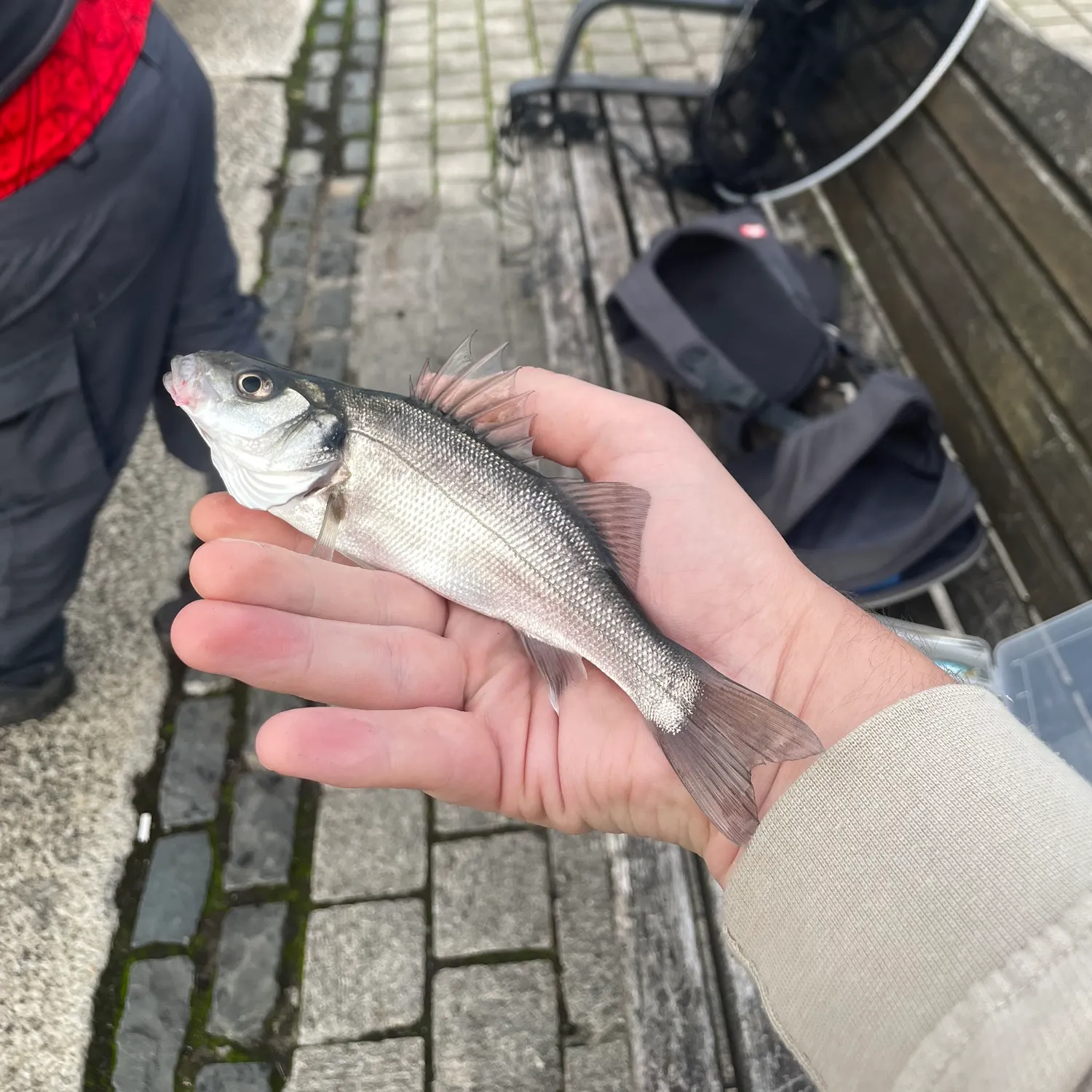 The most recent European seabass catches on Fishbrain