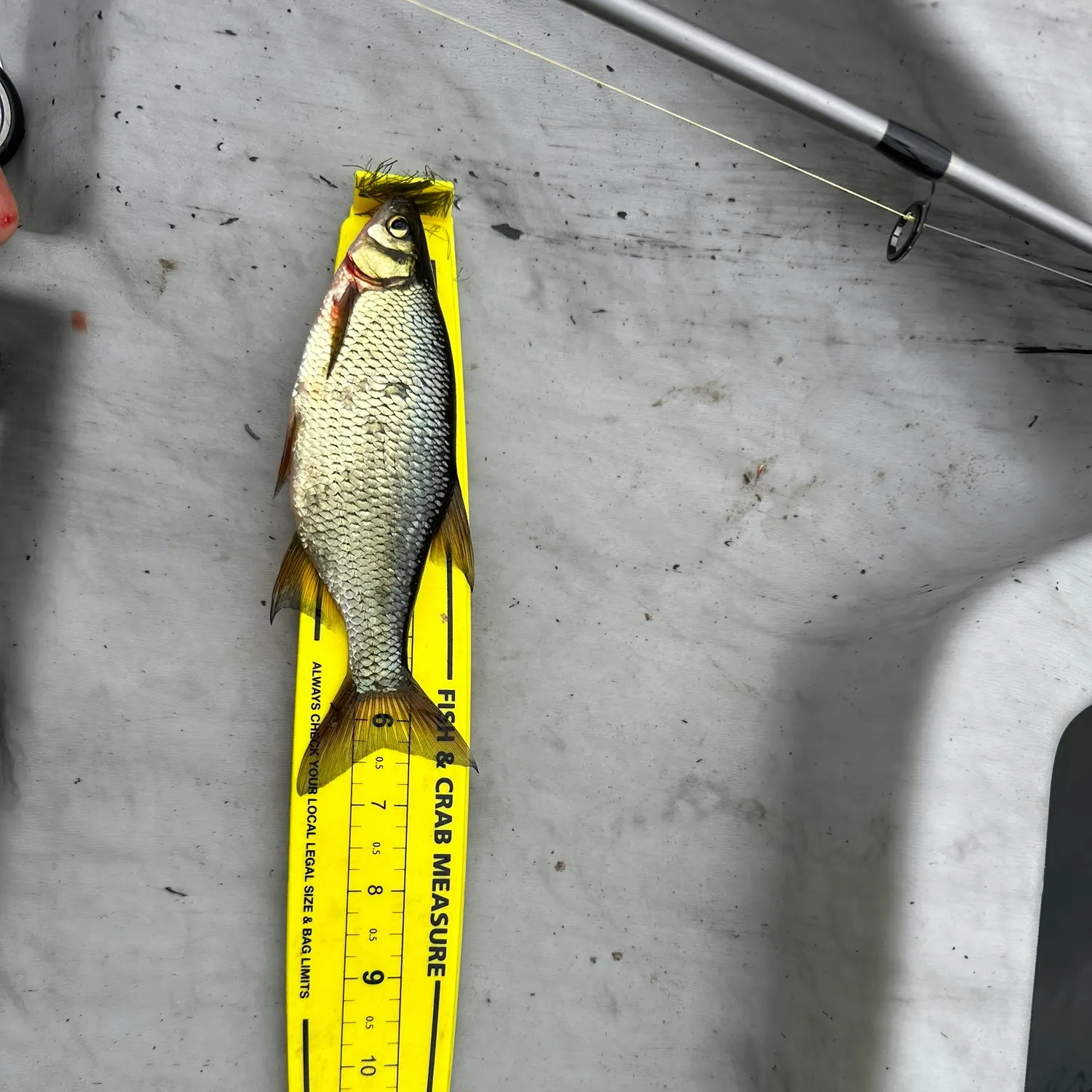 Golden shiner caught on Fishbrain