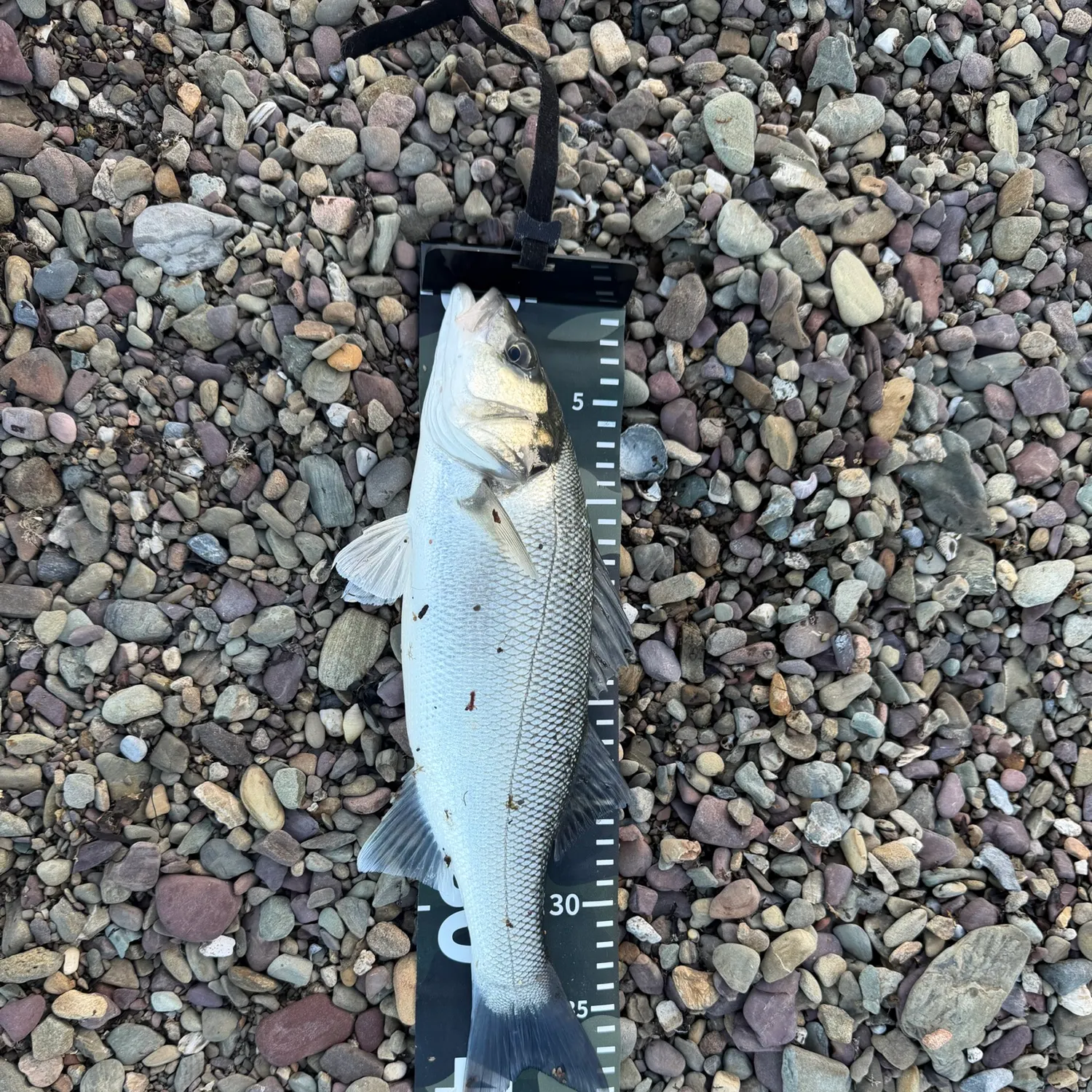 The most recent European seabass catches on Fishbrain