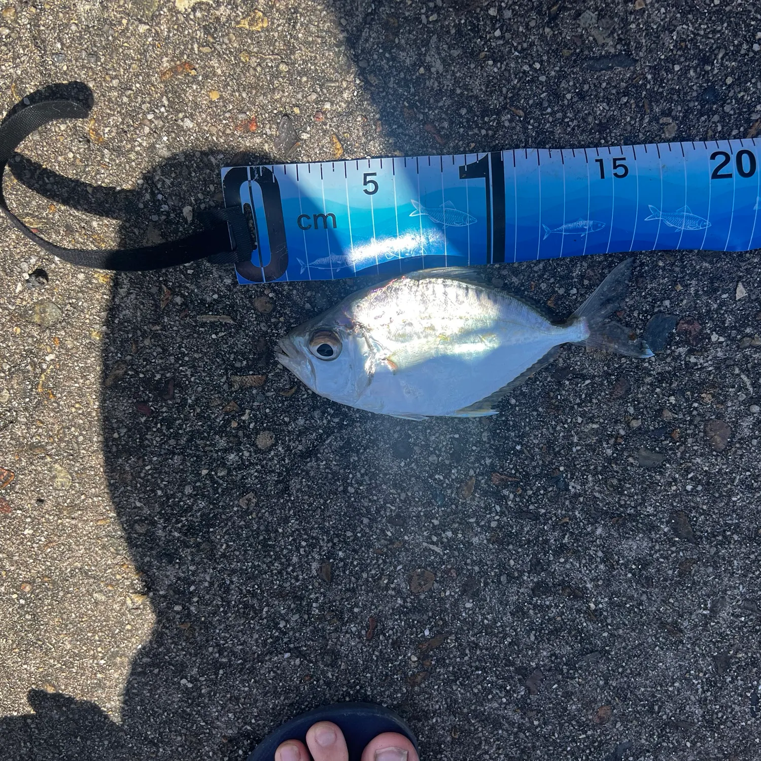 Common ponyfish caught on Fishbrain
