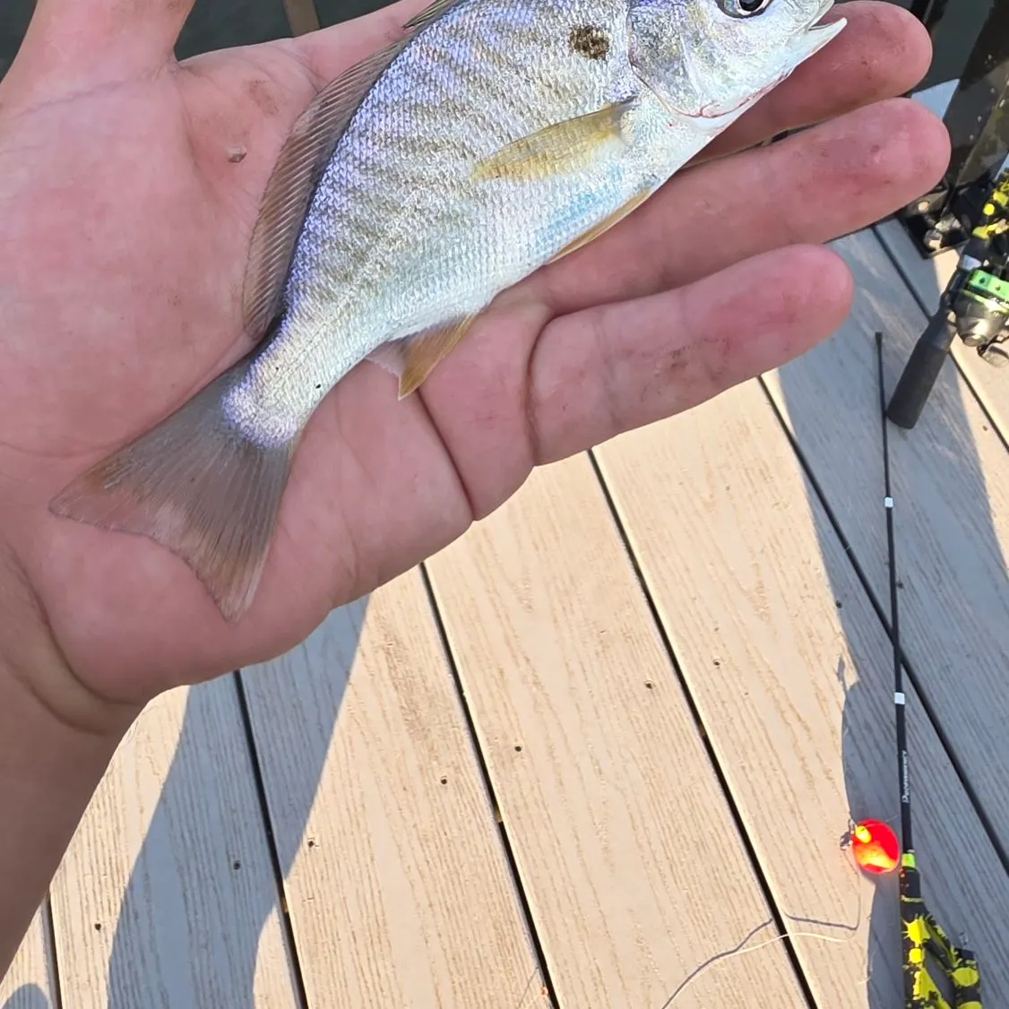 Spot croaker caught on Fishbrain