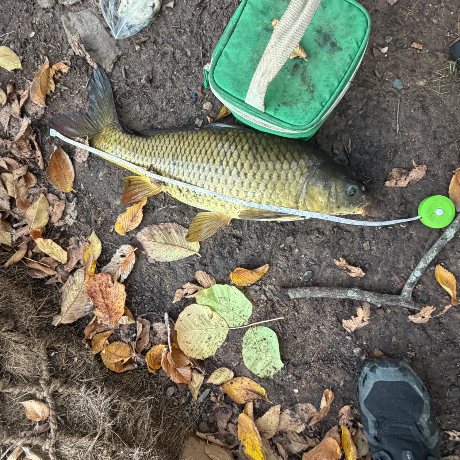 Common carp caught on Fishbrain