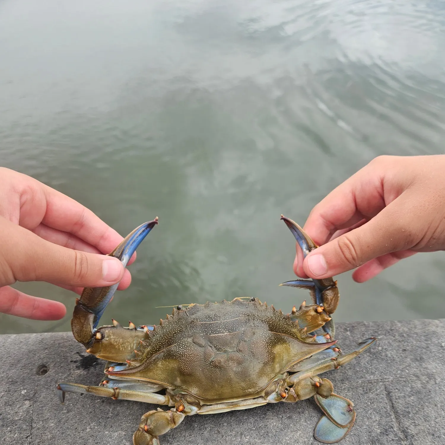 Blue crab caught on Fishbrain