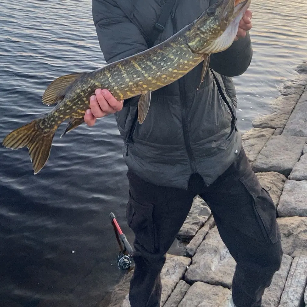 Northern pike caught on Fishbrain