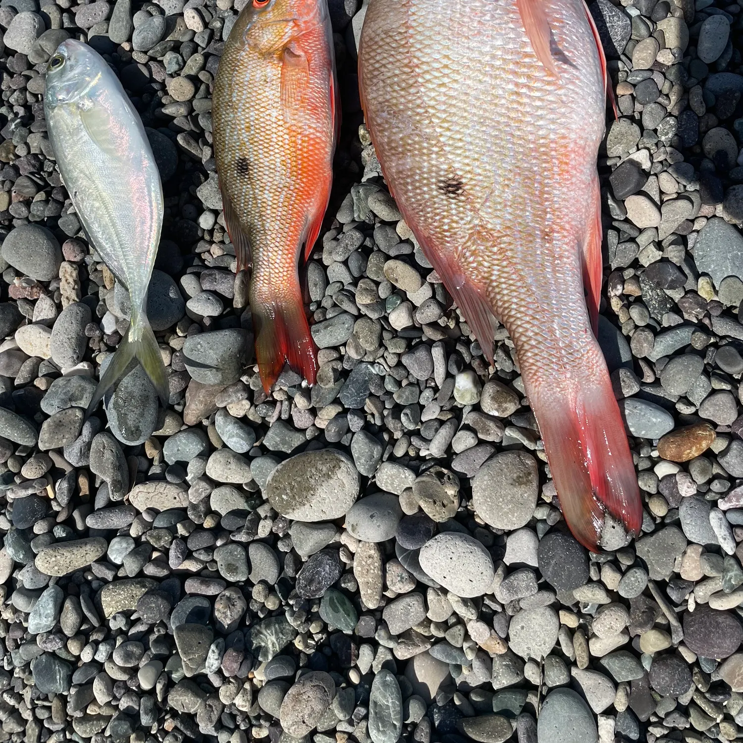 The most recent Mutton snapper catches on Fishbrain