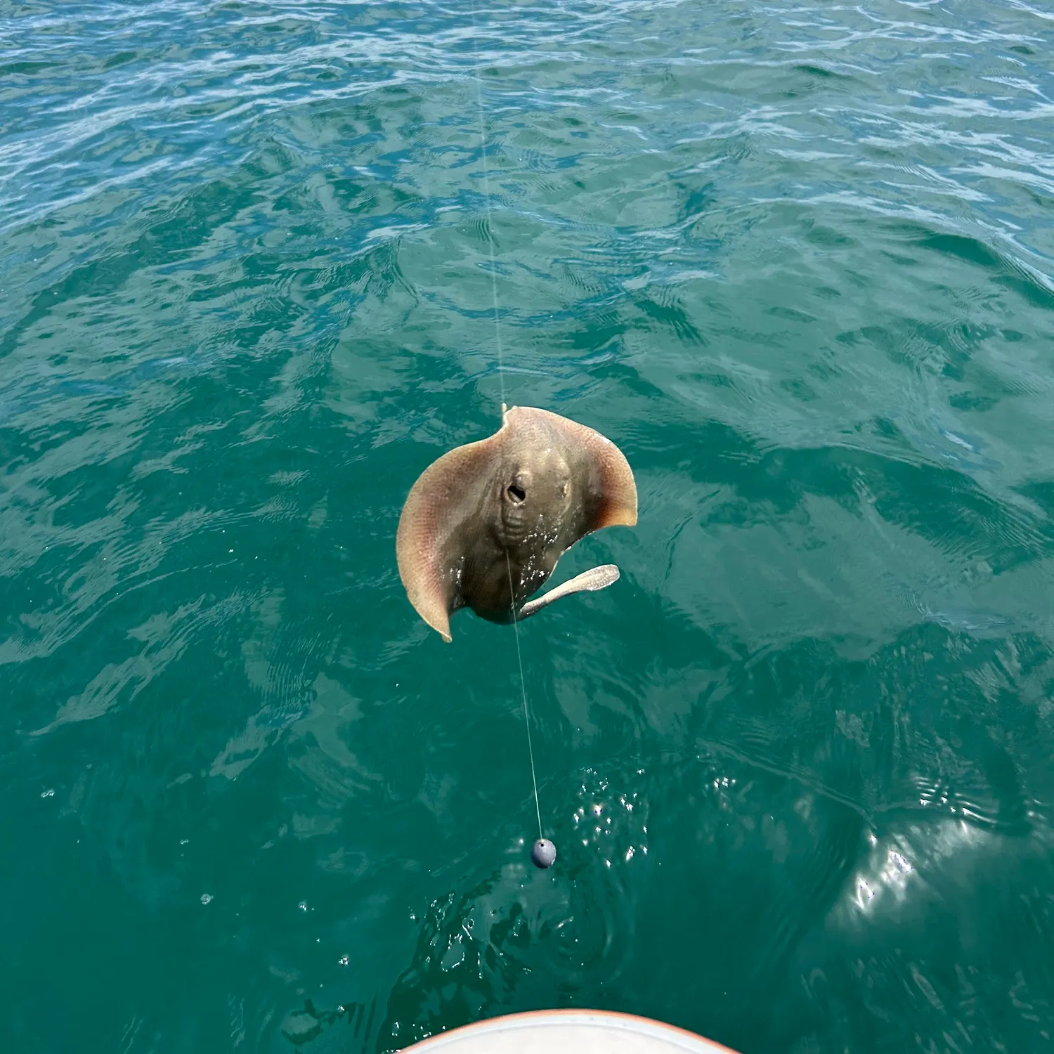The most recent Haller's round ray catches on Fishbrain