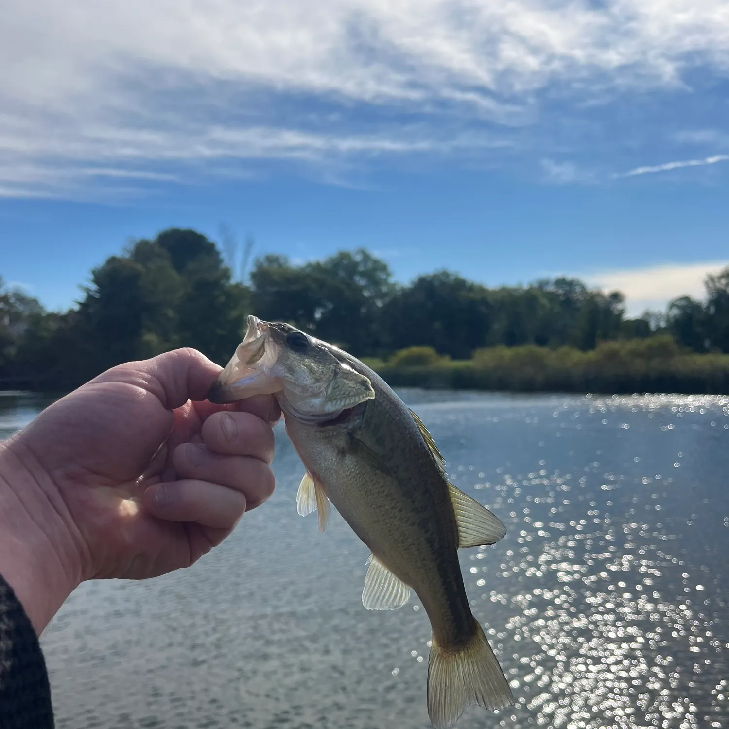 Largemouth bass caught on Fishbrain