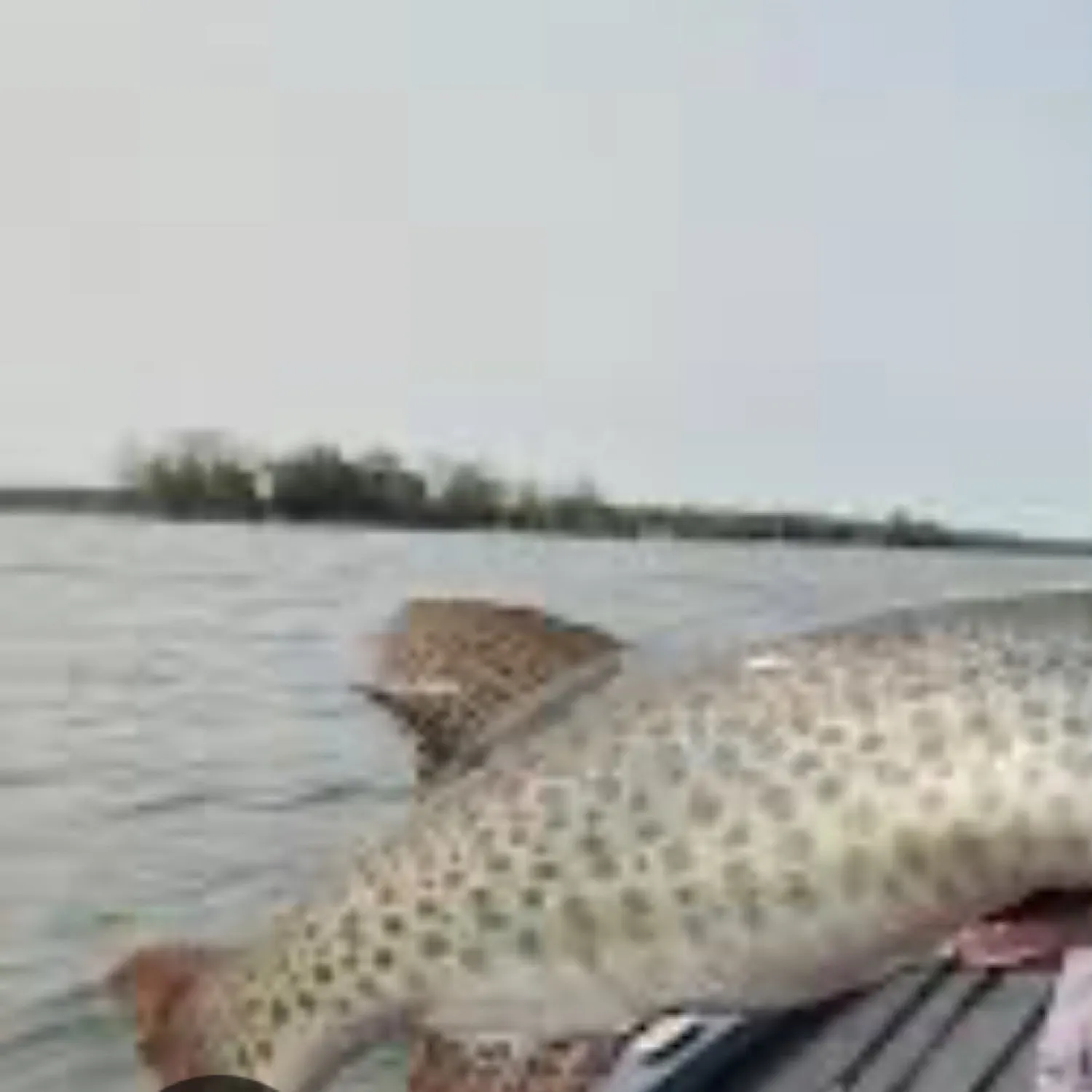 The most recent Muskellunge catches on Fishbrain