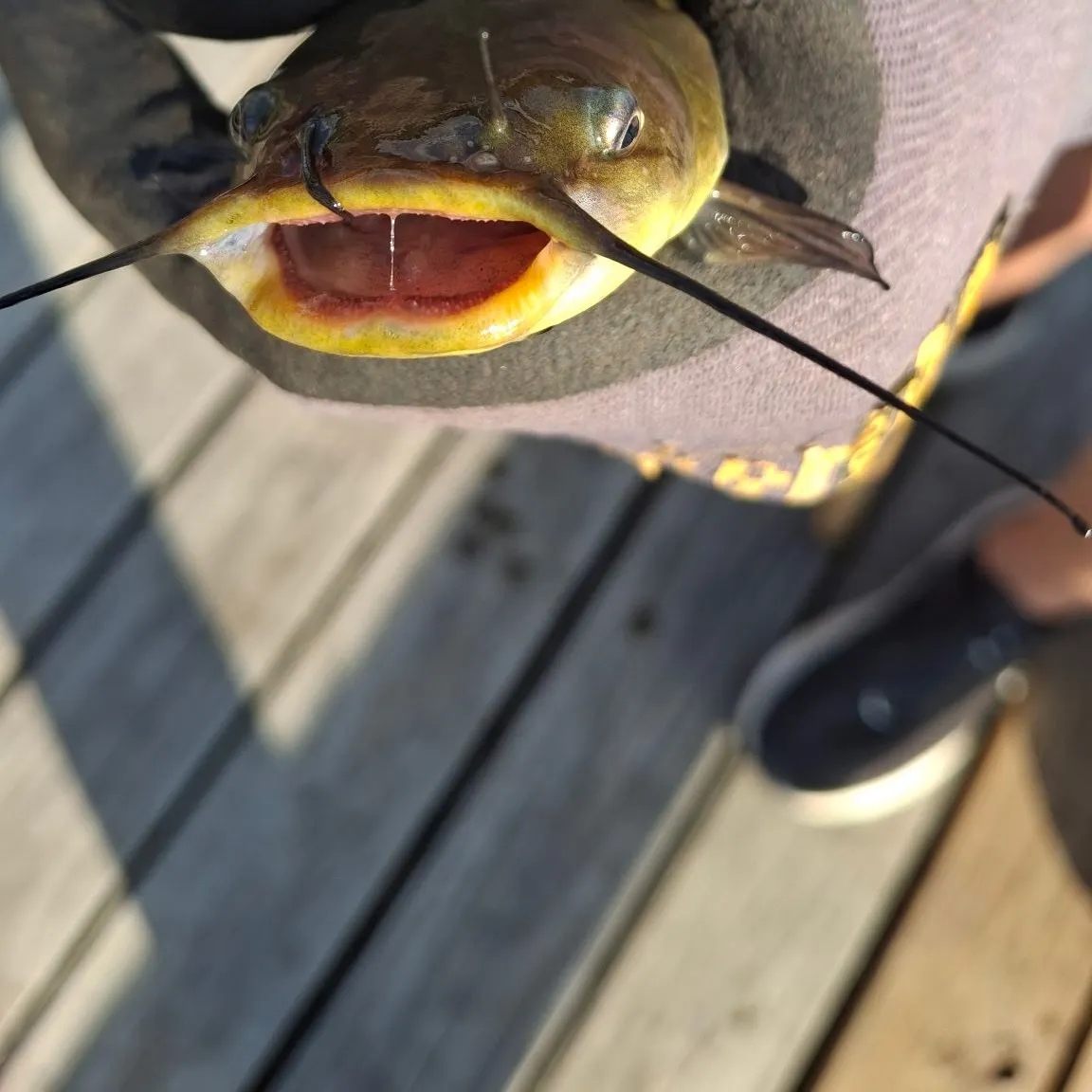 Black bullhead caught on Fishbrain