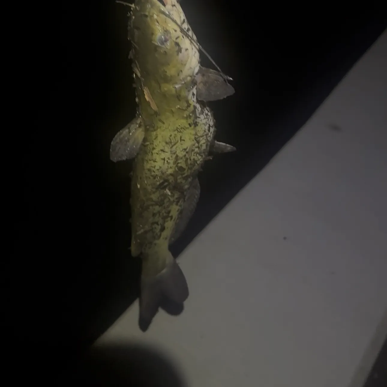 Channel catfish caught on Fishbrain