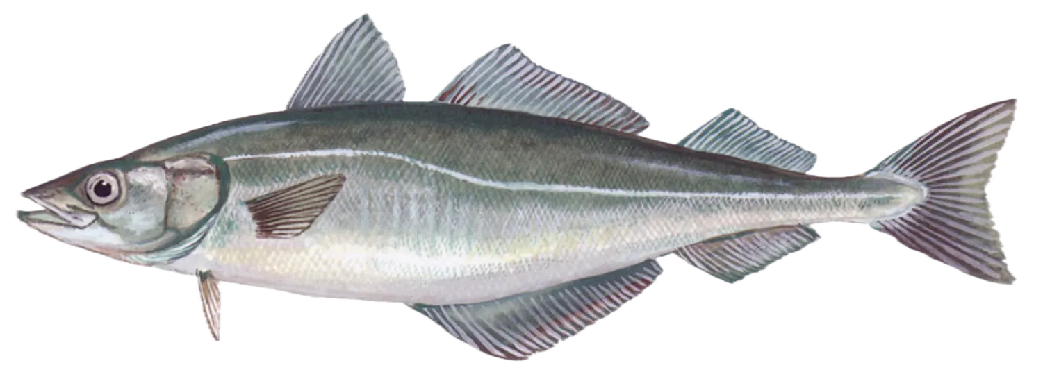 Atlantic pollock