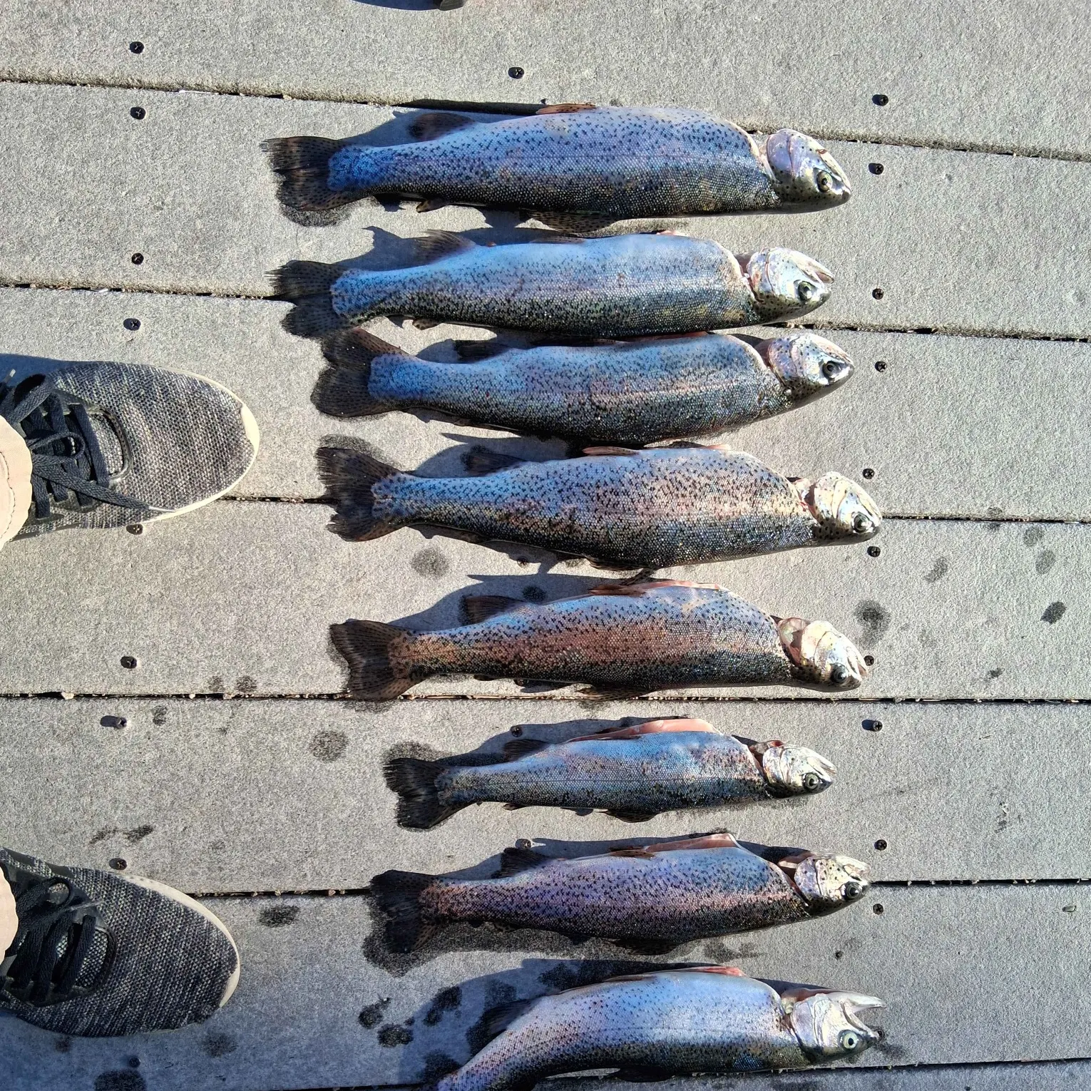 recently logged catches