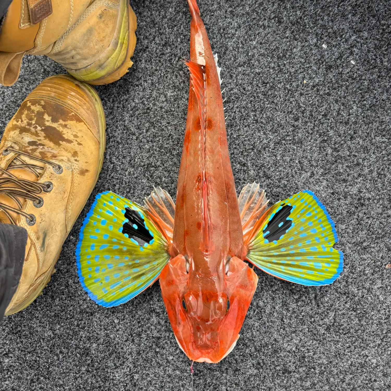 recently logged catches