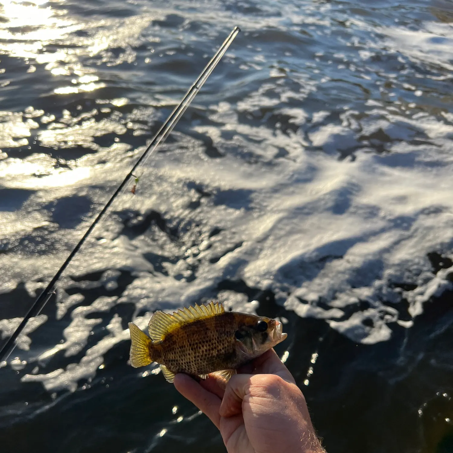 Rock bass caught on Fishbrain