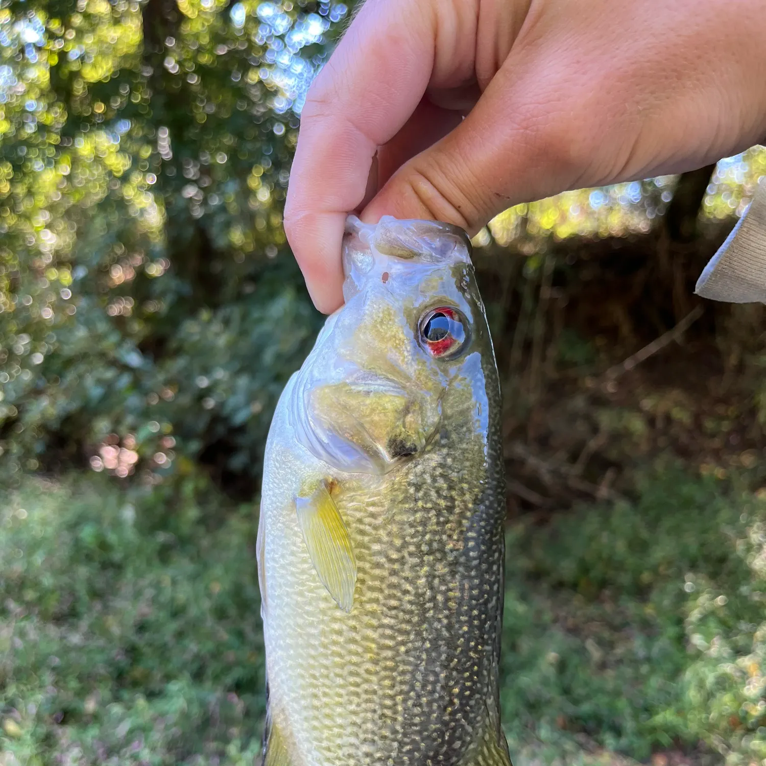 Rock bass caught on Fishbrain