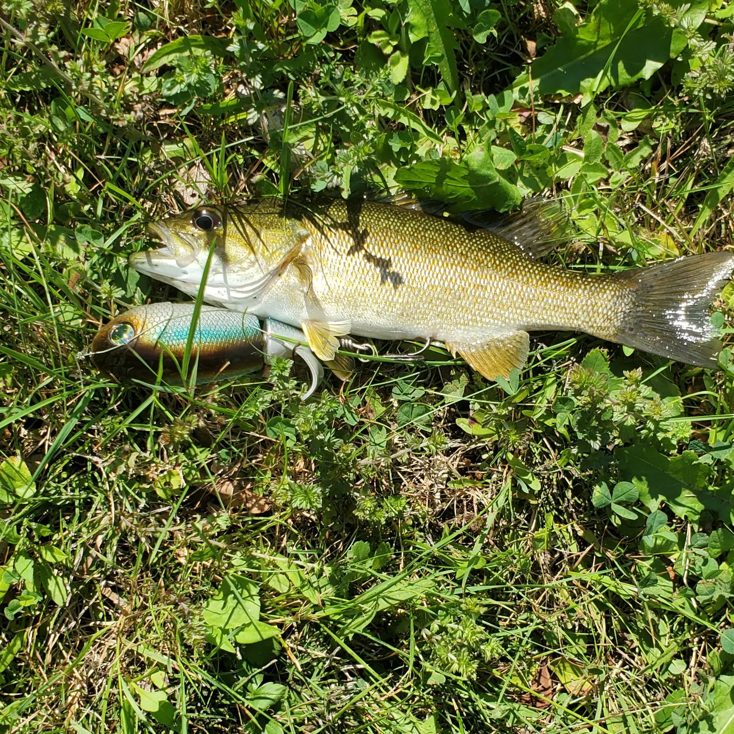 Smallmouth bass caught on Fishbrain