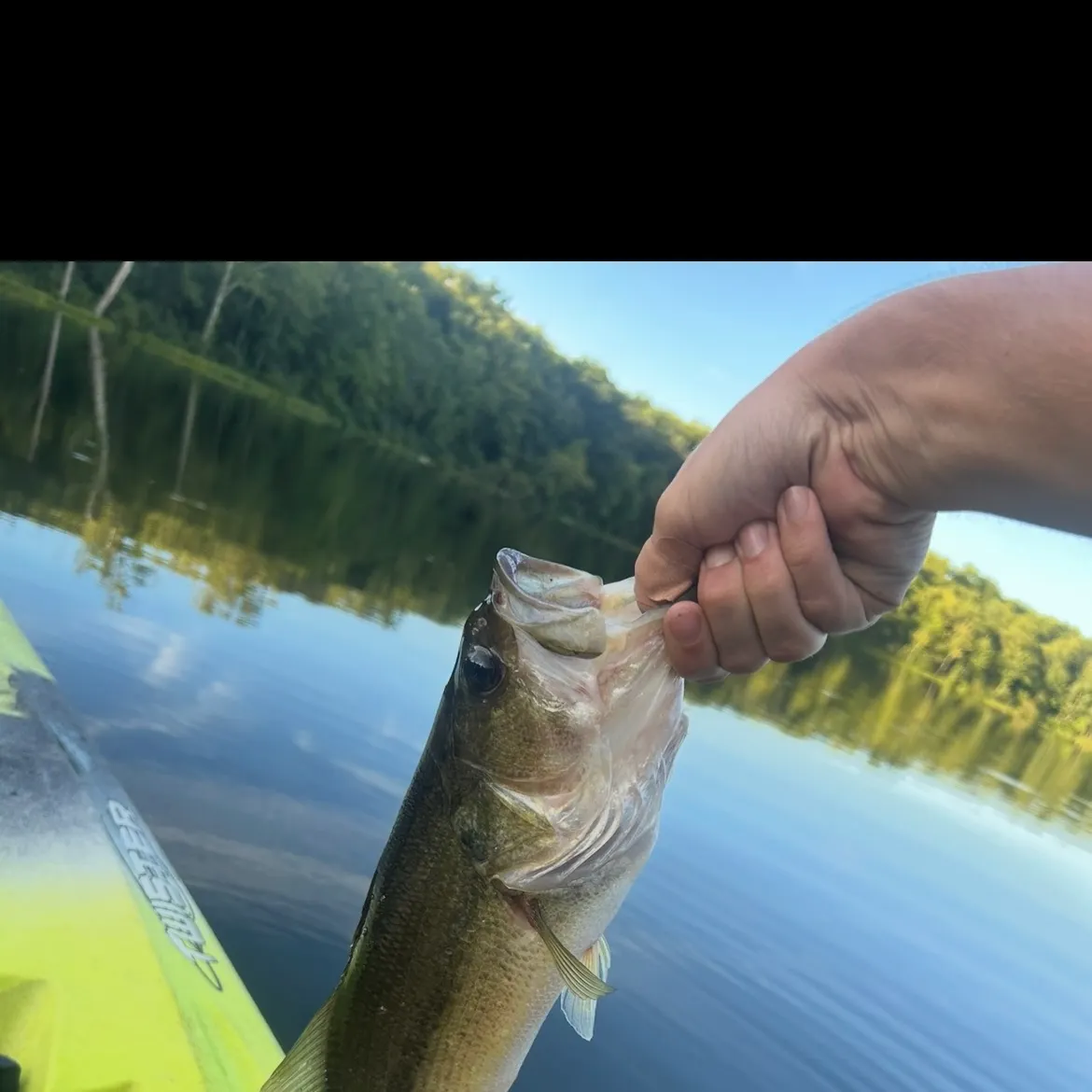 Largemouth bass caught on Fishbrain