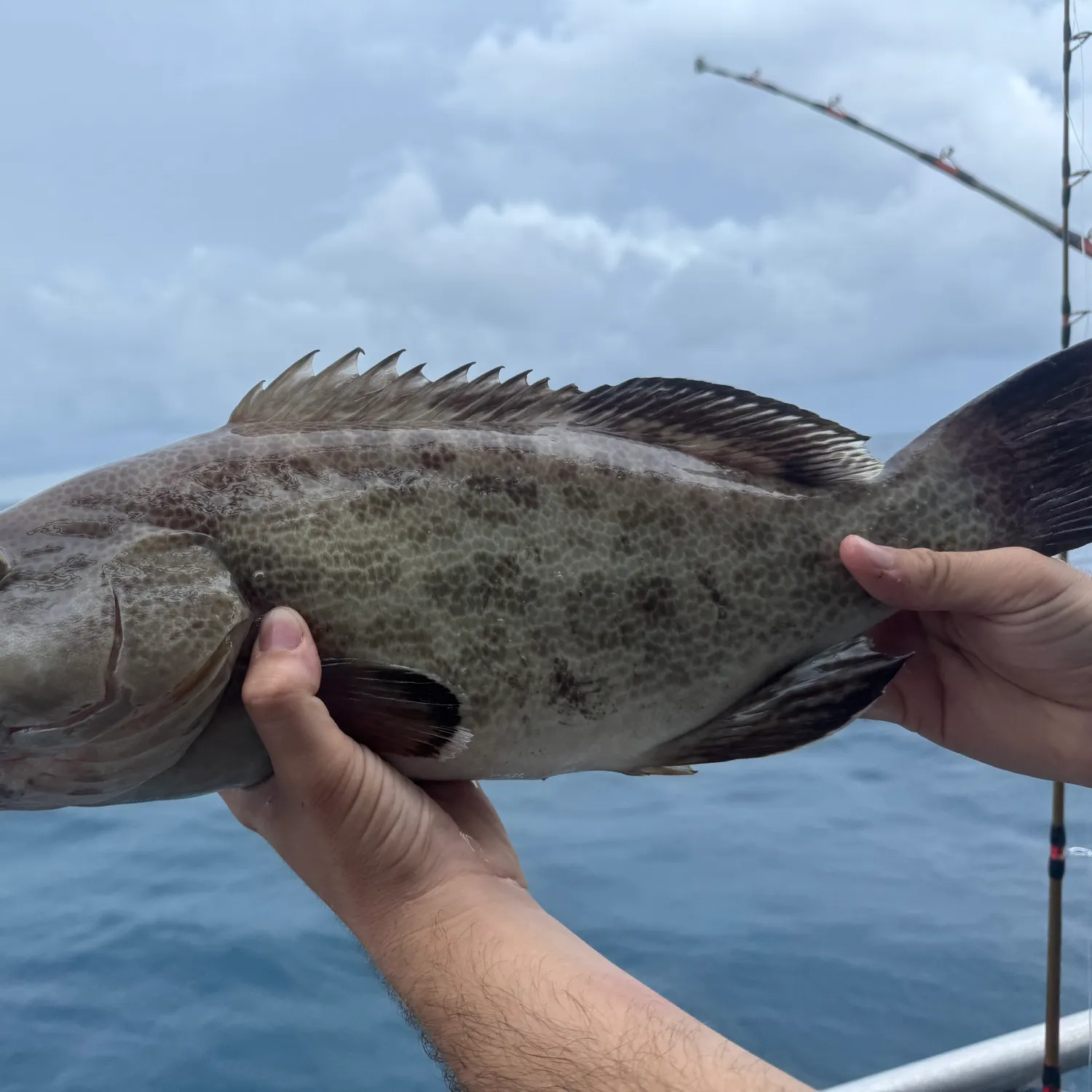 The most recent Scamp grouper catches on Fishbrain