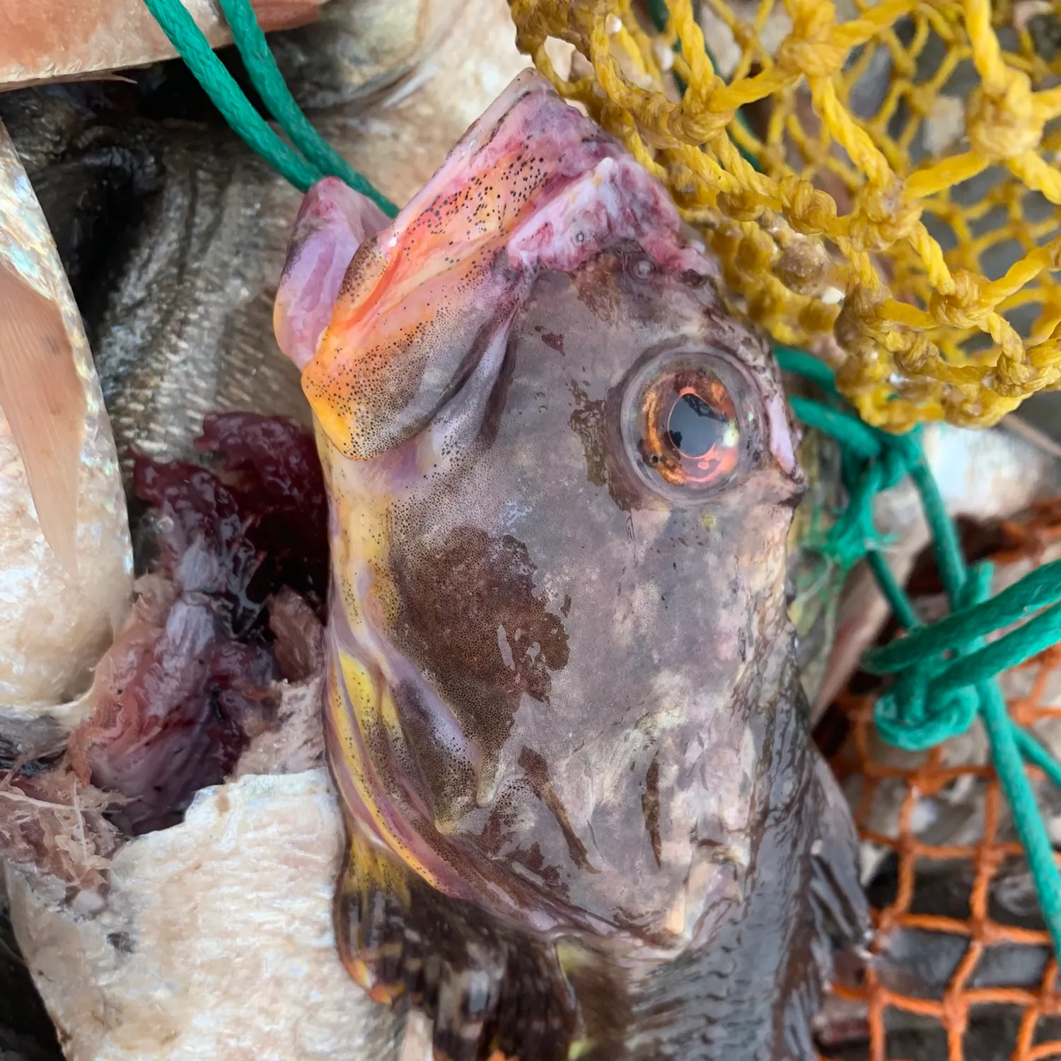 The most recent Spinyhead sculpin catches on Fishbrain