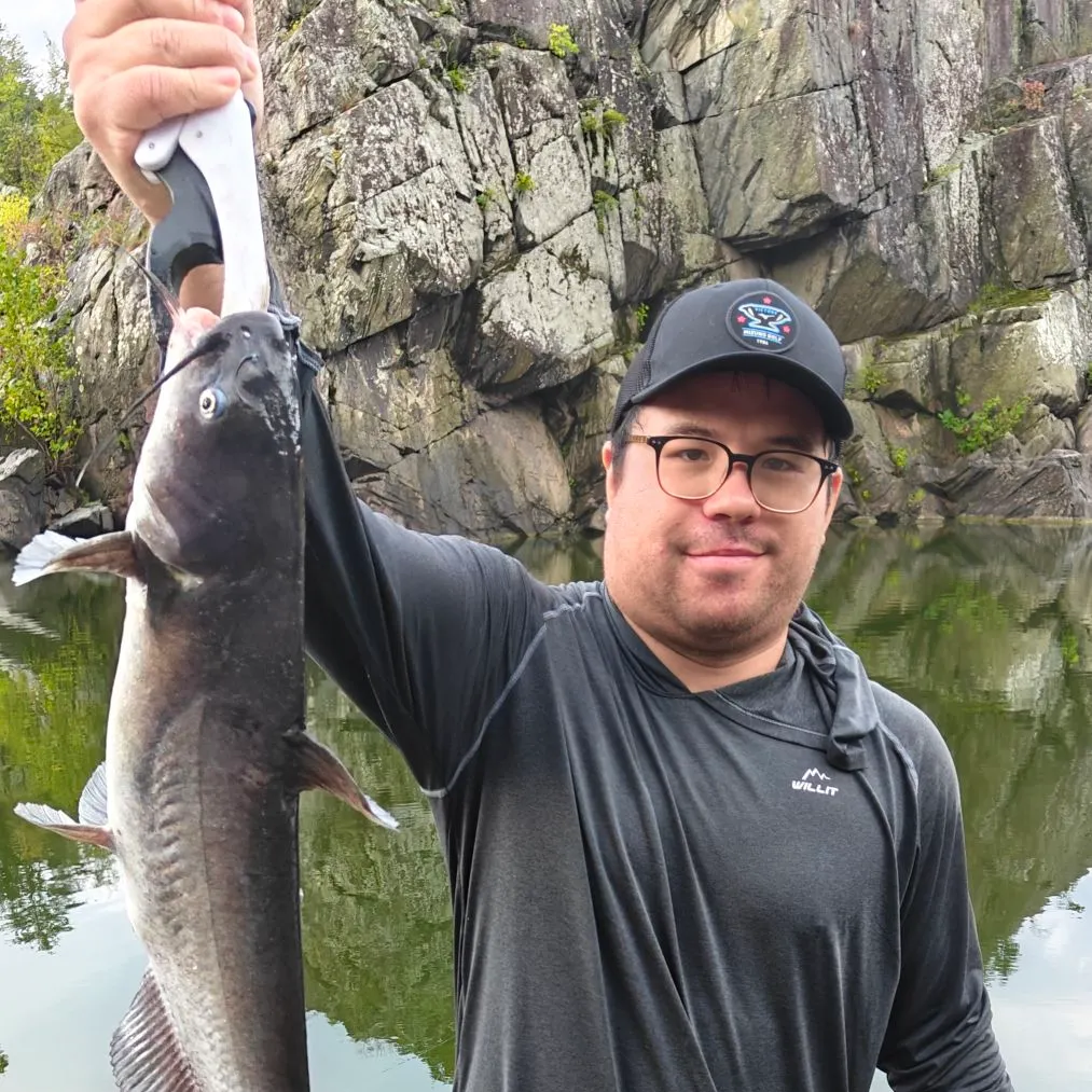 Blue catfish caught on Fishbrain