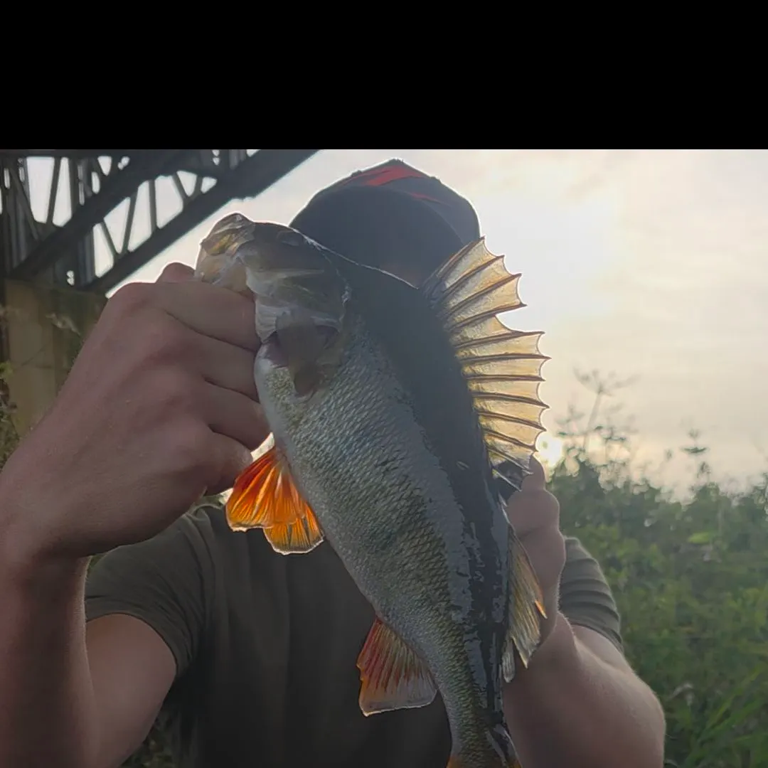 European perch caught on Fishbrain