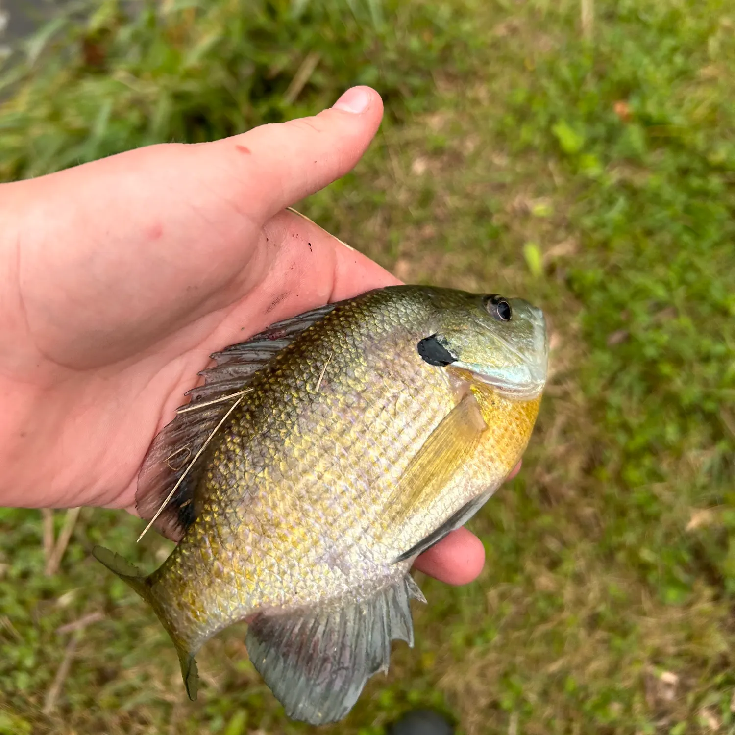 Bluegill caught on Fishbrain