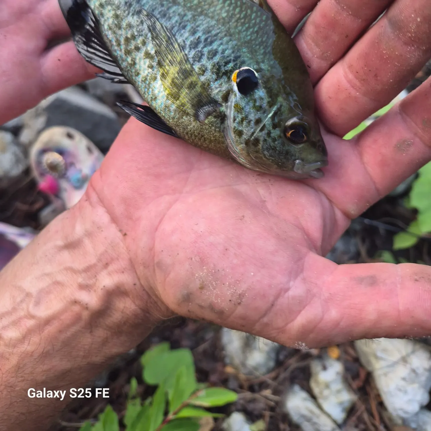 Pumpkinseed caught on Fishbrain
